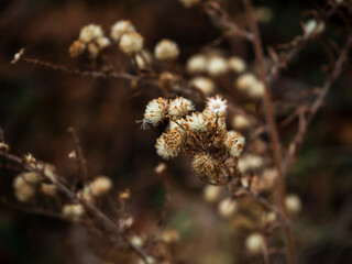 imagen detalle flor blanca seca 