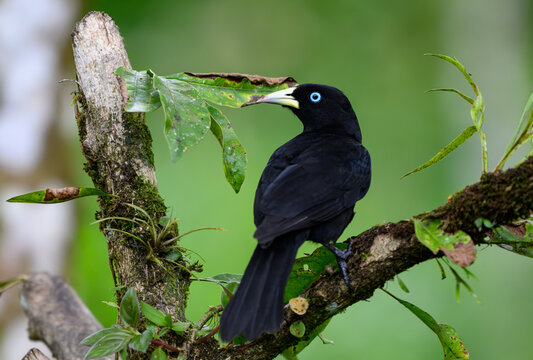Scarlet-rumped cacique Perched on a Branch in Ecuador's Cloud Forest