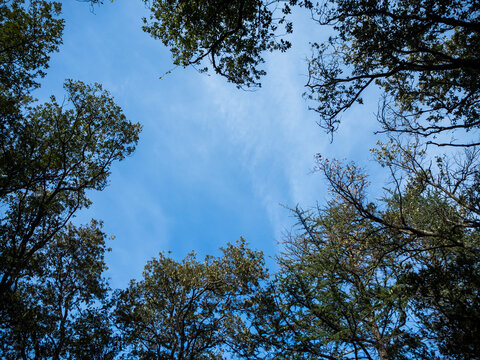 &Aacute;rboles vistos desde el suelo con cielo azul claro
Composici&oacute;n vertical con ramas enmarcando el cielo. Imagen simb&oacute;lica de libertad, naturaleza o ecolog&iacute;a.
