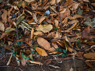imagen detalle textura suelo de hojas secas 