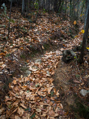 imagen de un camino de tierra repleto de hojas secas 