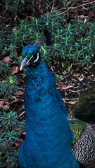 Obraz premium Blue Peacock, on the Islands in the Daumesnil lake at the Forest of Vincennes in Paris, France