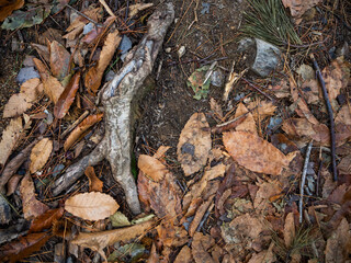 imagen detalle textura suelo de hojas secas con raíces que sobresalen 