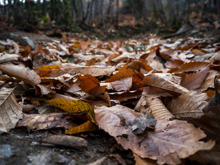 imagen detalle textura suelo de tierra con hojas y ramas secas en el bosque 