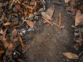 imagen detalle textura suelo de tierra con hojas y ramas secas, pleno otoño
