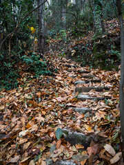 imagen de un paisaje natural, lleno de hojas secas tapando unas escaleras de piedra 