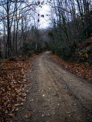 imagen de un camino de tierra entre las hojas secas y los &aacute;rboles 