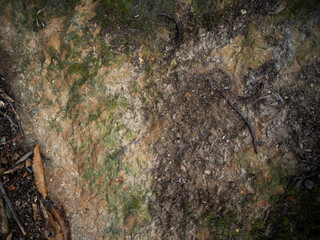 imagen detalle textura piedra con distintas tonalidades y musgo verde 