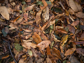 imagen detalle textura suelo de hojas secas 