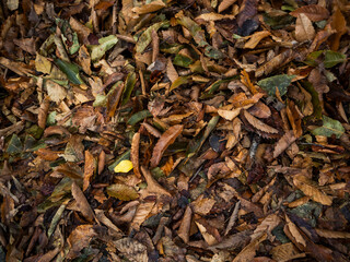 imagen detalle textura suelo de hojas secas 