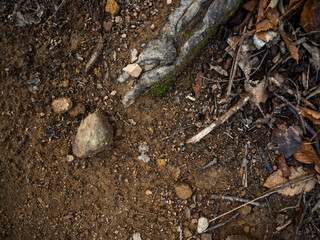 imagen detalle textura suelo de tierra con una raíz que sobresale, piedras y ramas secas