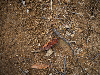 imagen detalle textura suelo de tierra con una piedra asomando y ramas secas 