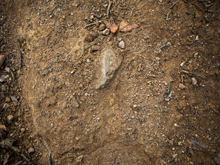 imagen detalle textura suelo de tierra con una piedra asomando y ramas secas 