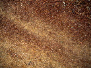 imagen detalle textura suelo de tierra y hojas de pino secas