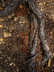 imagen detalle textura suelo de tierra con las raíces de un árbol visibles, entre piedras y hojas de pino secas 
