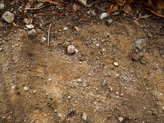 imagen detalle textura suelo de tierra con algunas piedras y hojas secas 