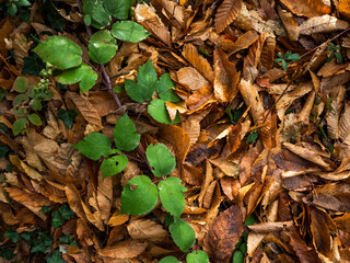 imagen detalle textura de un suelo de hojas secas con una rama de hojas verdes cruzando 