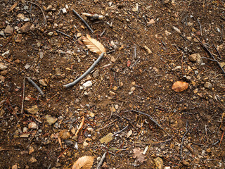 imagen detalle textura suelo de tierra con piedras de distintos tamaños, ramas secas y hojas secas  