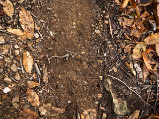imagen detalle textura suelo de tierra con hojas secas y ramas secas 