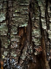 imagen detalle textura corteza de árbol con distintas tonalidades 