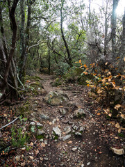 imagen de un camino de tierra y piedras en medio de los árboles 