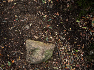 imagen detalle textura suelo de tierra, con una piedra grande y hojas secas en el suelo 