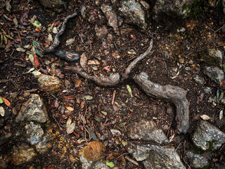 imagen detalle textura suelo de tierra con hojas secas, piedras de distintos tamaños y raíces 