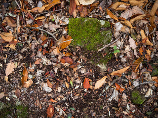 imagen detalle textura suelo de hojas secas con piedras y moho verde 