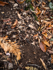 imagen detalle textura suelo de tierra con hojas secas de distintos tamaños y árboles 