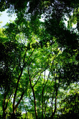 Fototapeta premium 新緑の美しい祇王寺の風景