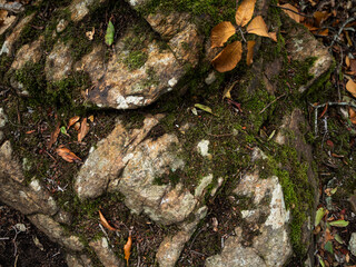 imagen detalle textura piedras redondas de distintos tamaños, cubiertas por musgo verde y unas hojas secas encima 