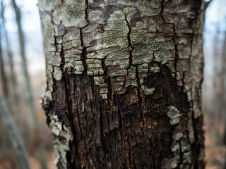 imagen detalle de un árbol con parte de la corteza caída 