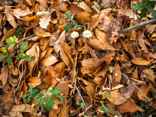 imagen detalle textura suelo de hojas secas y algunas hierbas verdes 