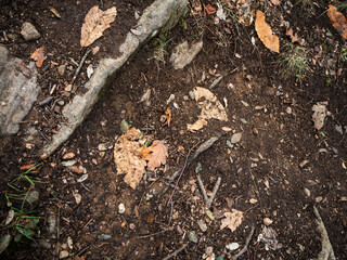 imagen detalle textura suelo de tierra húmeda con hojas secas, ramas  y piedras de distintos tamaños
