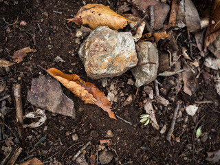 imagen detalle textura suelo de tierra húmeda con hojas secas y piedras de distintos tamaños