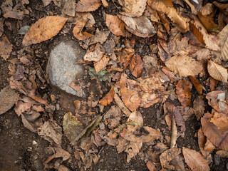 imagen detalle textura suelo de tierra con piedras de distintos tamaños cubierto por hojas secas 