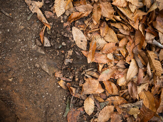 imagen detalle textura suelo de tierra con hojas secas 