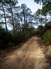 imagen de un camino de tierra entre la vegetación verde, los árboles secos y el cielo azul