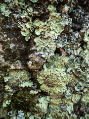 imagen detalle textura corteza de árbol con moho verde seco 