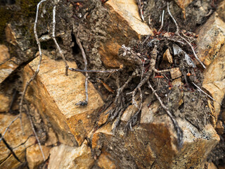 imagen detalle textura piedras cuadradas con grietas y ramas secas en medio 