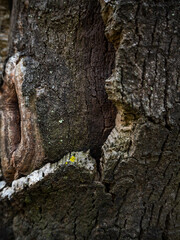 imagen detalle textura corteza árbol con distintas profundidades y un nudo