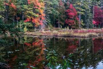 New Hampshire autumn foliage in the forest with trees reflected in pond - obrazy, fototapety, plakaty