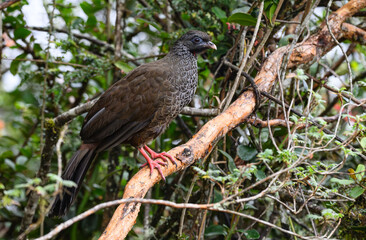 Andean Guan in the Cloud Forest, Ecuador