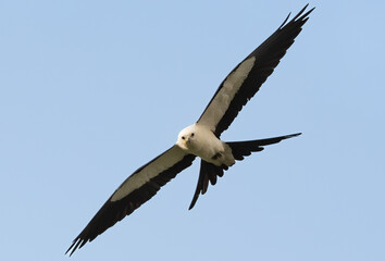 Swallow-tailed Kite in Flight