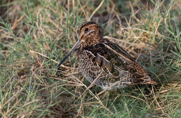 A Common Snipe Posing in a Marshland