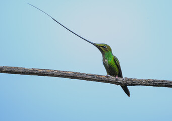 Sword-billed Hummingbird Sticking Tongue Out While Perched on a Branch
