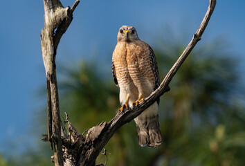 Red-shouldered Hawk on a Spring Morning
