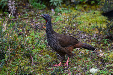 Andean Guan in the Cloud Forest, Ecuador