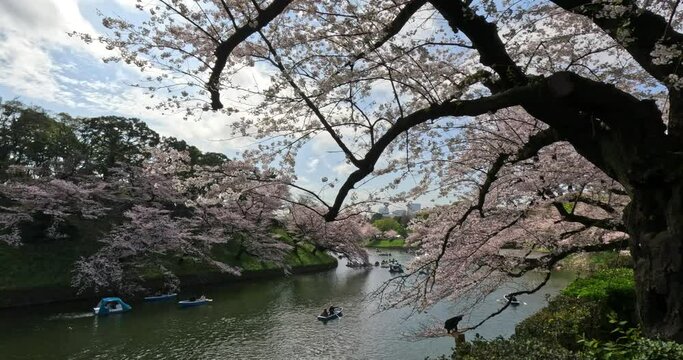 Cherry blossoms in Tokyo  Japan 東京 桜 千鳥ヶ淵 