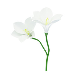 3D Freesia Flower With Two Blossoms. 3d illustration, 3d element, 3d rendering. 3d visualization isolated on a transparent background